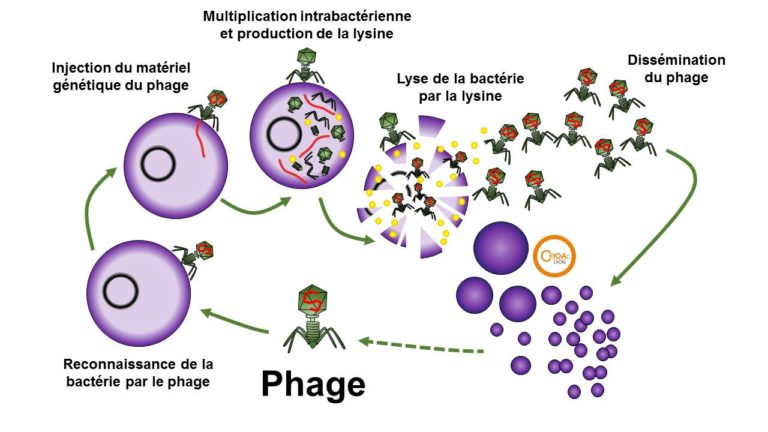 Crioac Lyon Lysines De Bactériophage